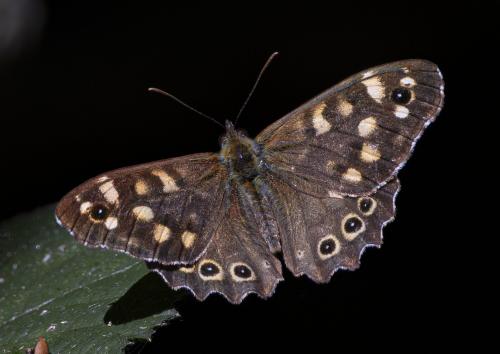 Pararge aegeria